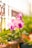 purple flower in tilt shift lens