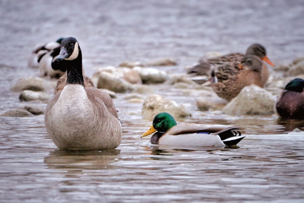 two white and black geese on water during daytime