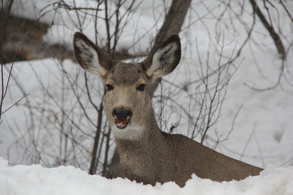 brown deer on snow covered ground during daytime