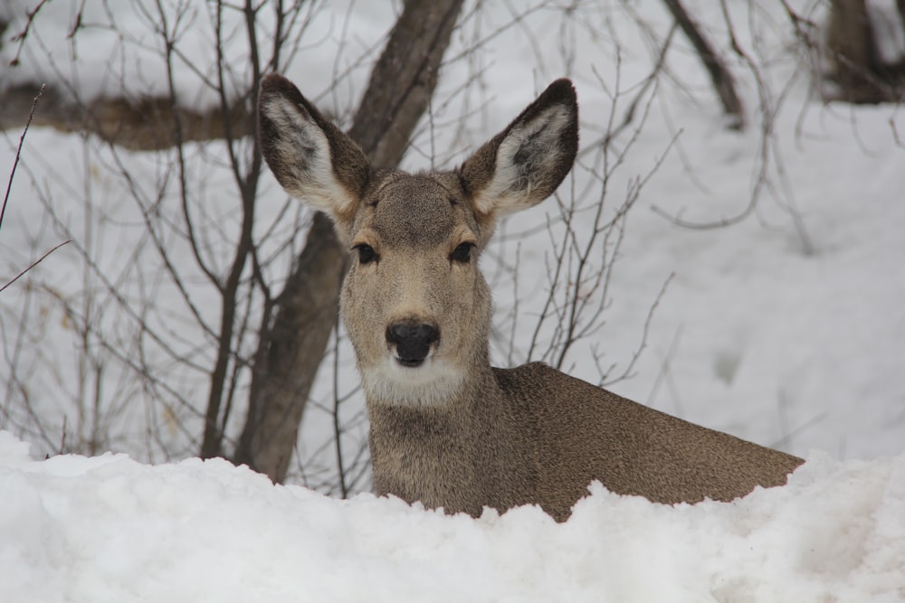 brown deer on snow covered ground during daytime