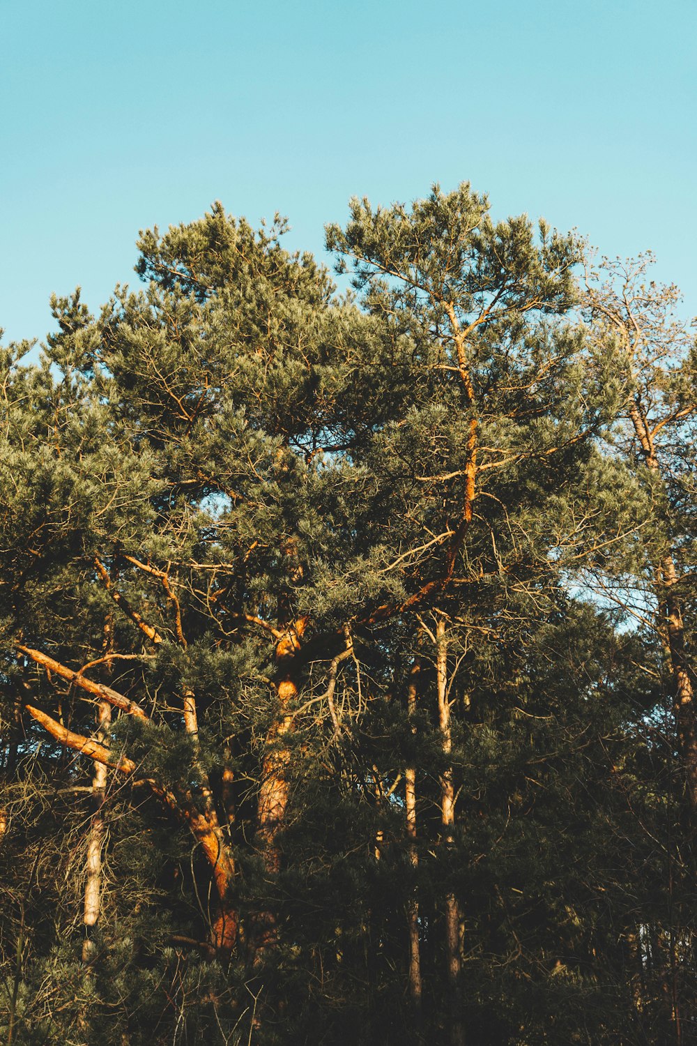 albero marrone e verde sotto il cielo blu durante il giorno