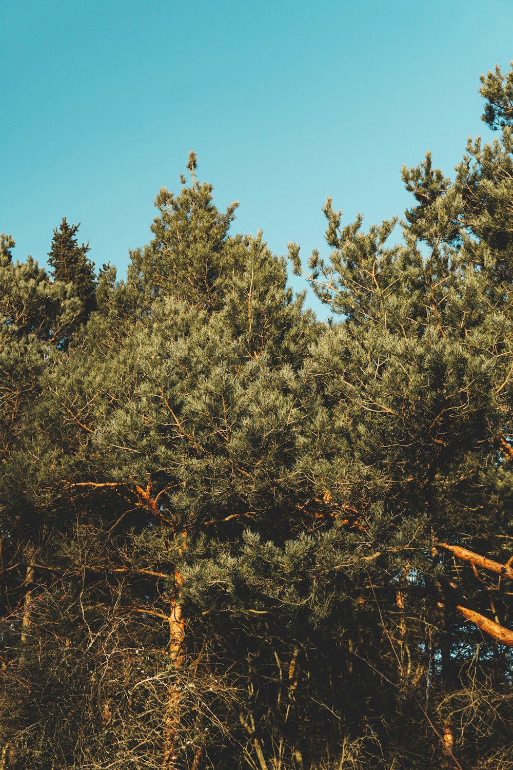 green trees under blue sky during daytime