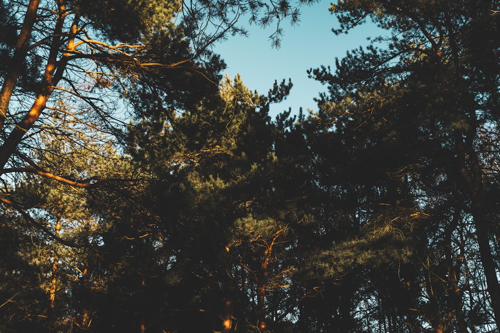 green trees under blue sky during daytime