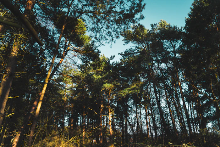 Looking up at tall pine trees against blue sky