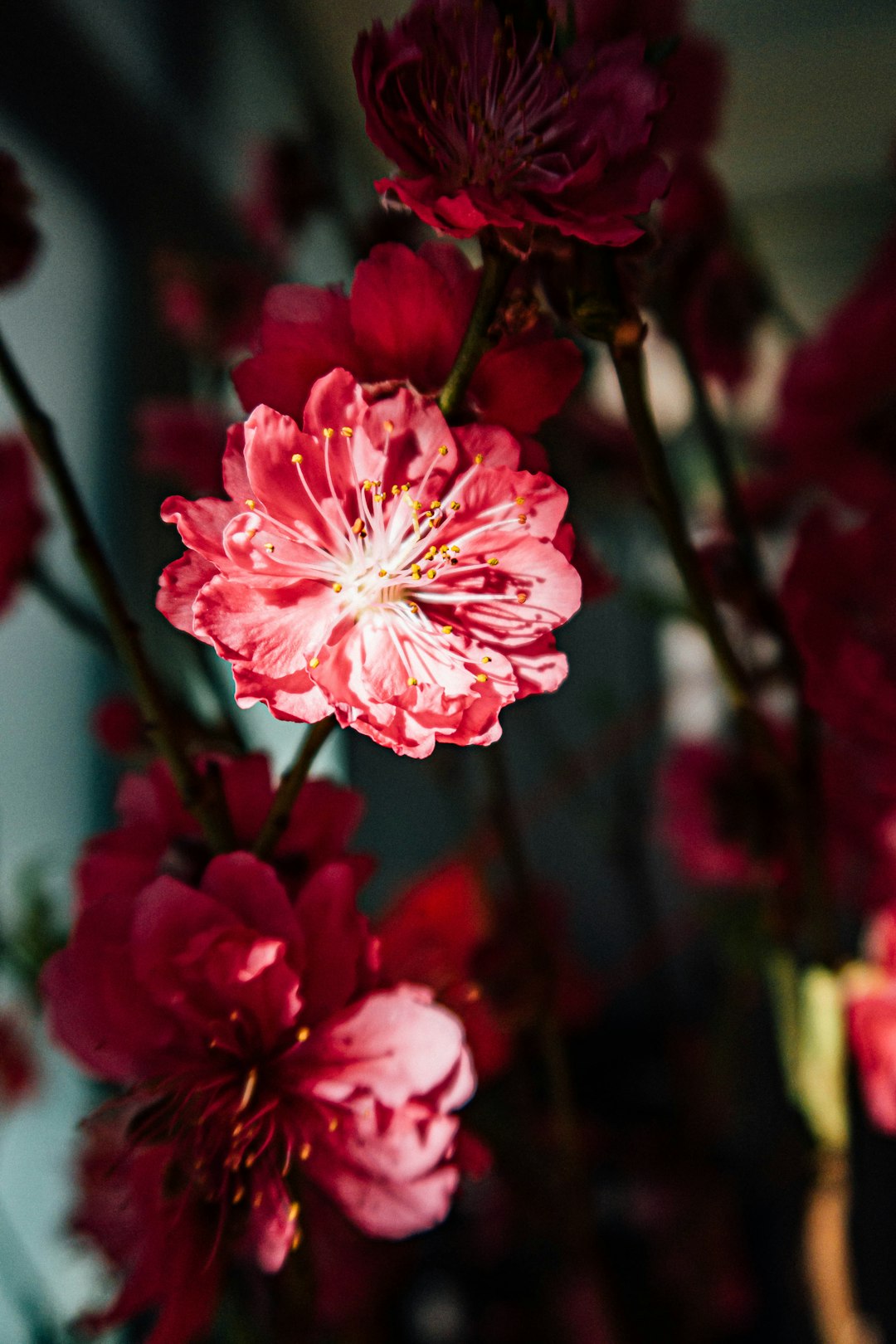 pink and white flower in tilt shift lens