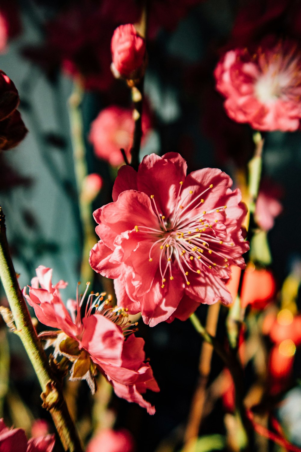 pink flowers in tilt shift lens