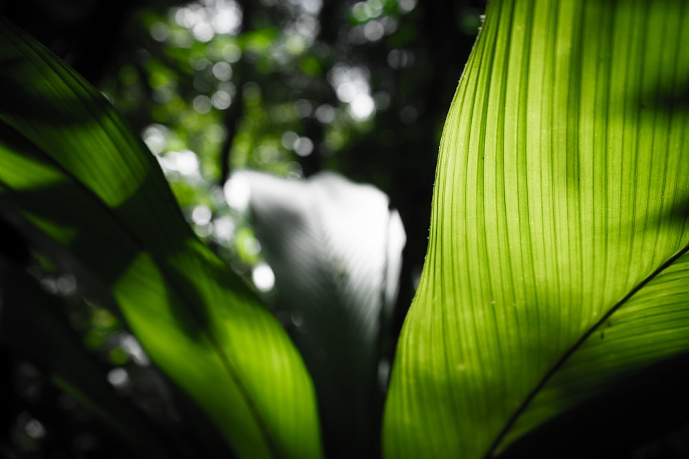 green banana leaf in close up photography