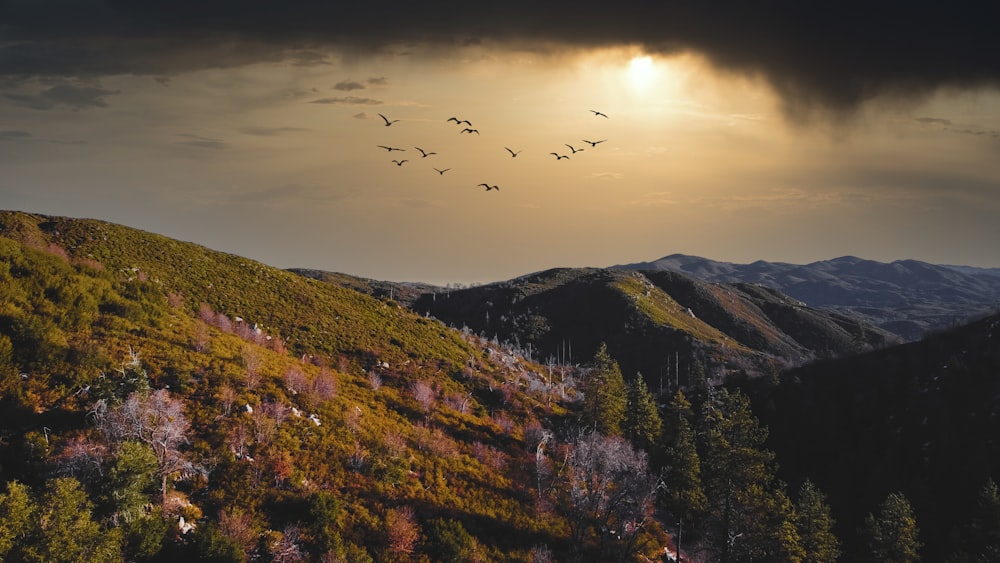 birds flying over green and brown trees during daytime