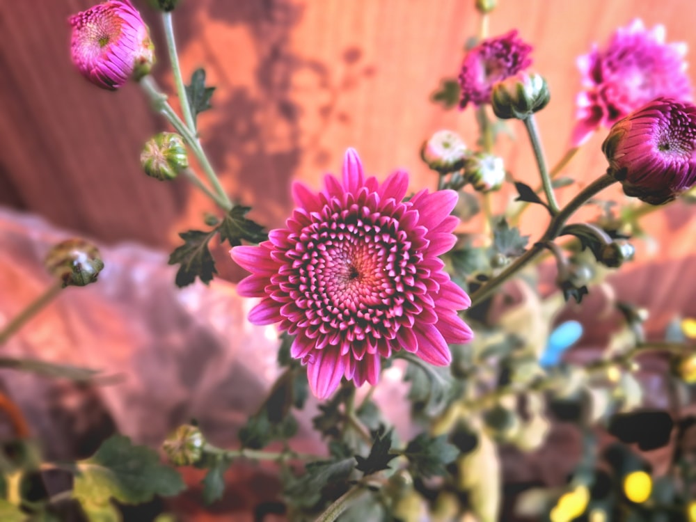 a close up of a pink flower in a vase