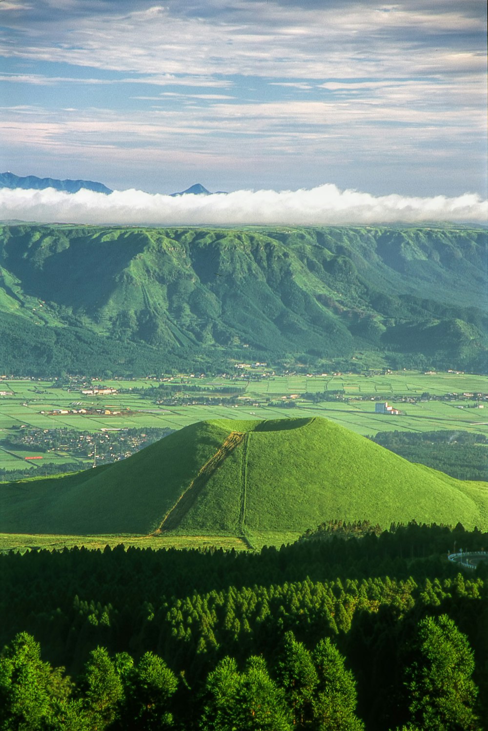 a lush green hillside covered in lush green trees