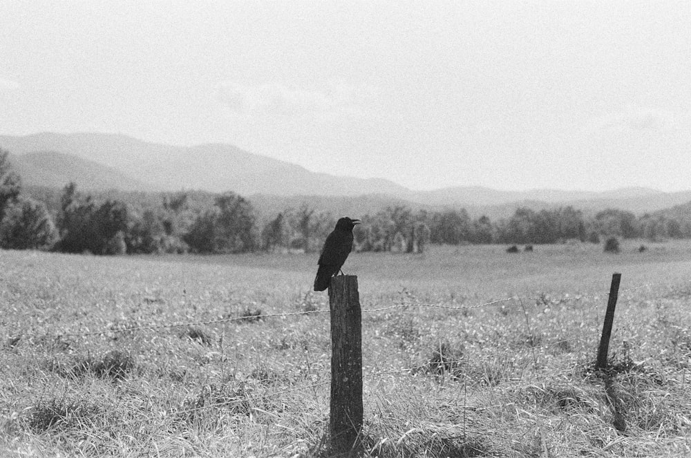 grayscale photo of a person standing on a wood post
