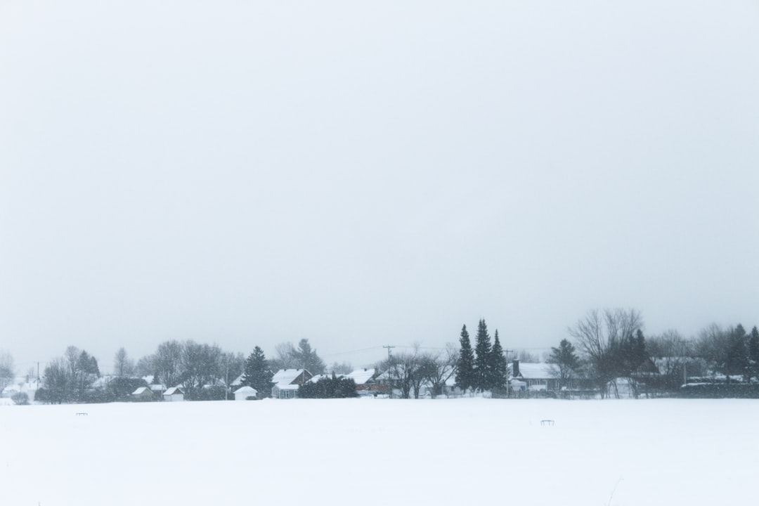 trees on snow covered ground during daytime