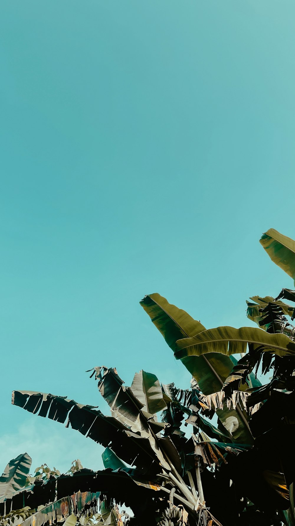 green banana tree under blue sky during daytime