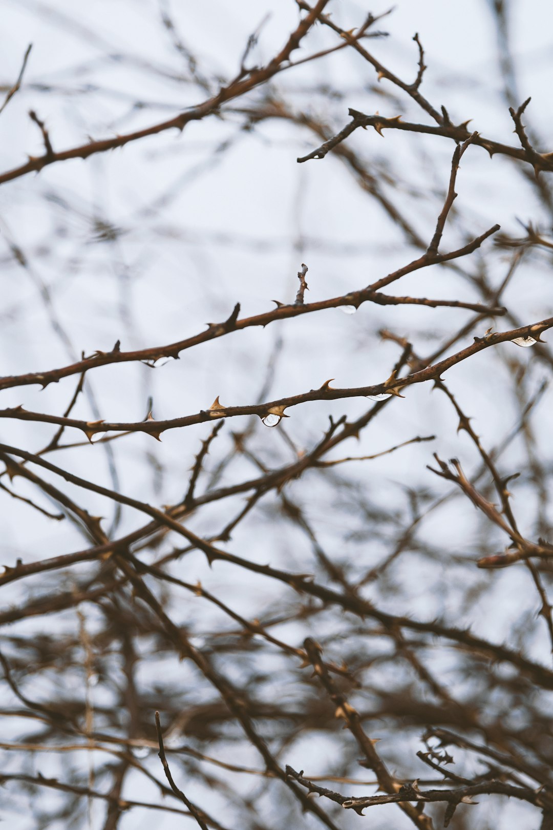 brown tree branch during daytime