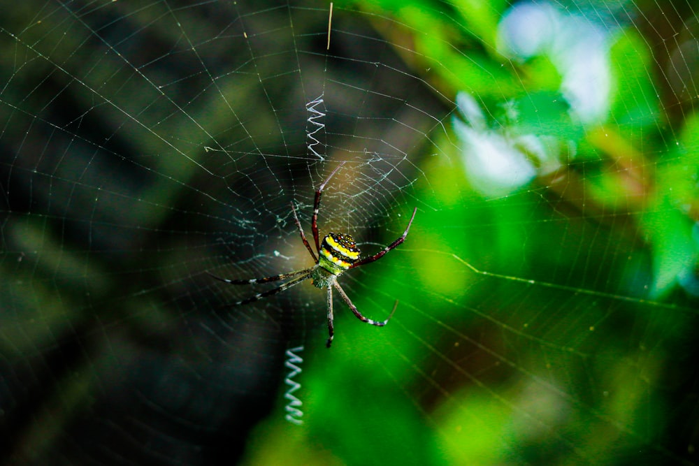 brown and black spider on web in close up photography during daytime