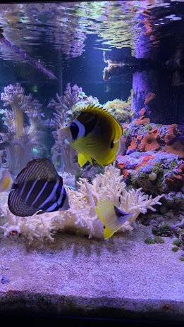 A vibrant aquarium scene showcasing colorful fish and coral, reflecting the boutique aquatic selection at Crabbi Patti’s.