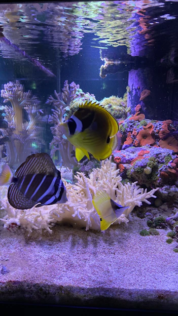 A vibrant aquarium scene showcasing colorful fish and coral, reflecting the boutique aquatic selection at Crabbi Patti’s.