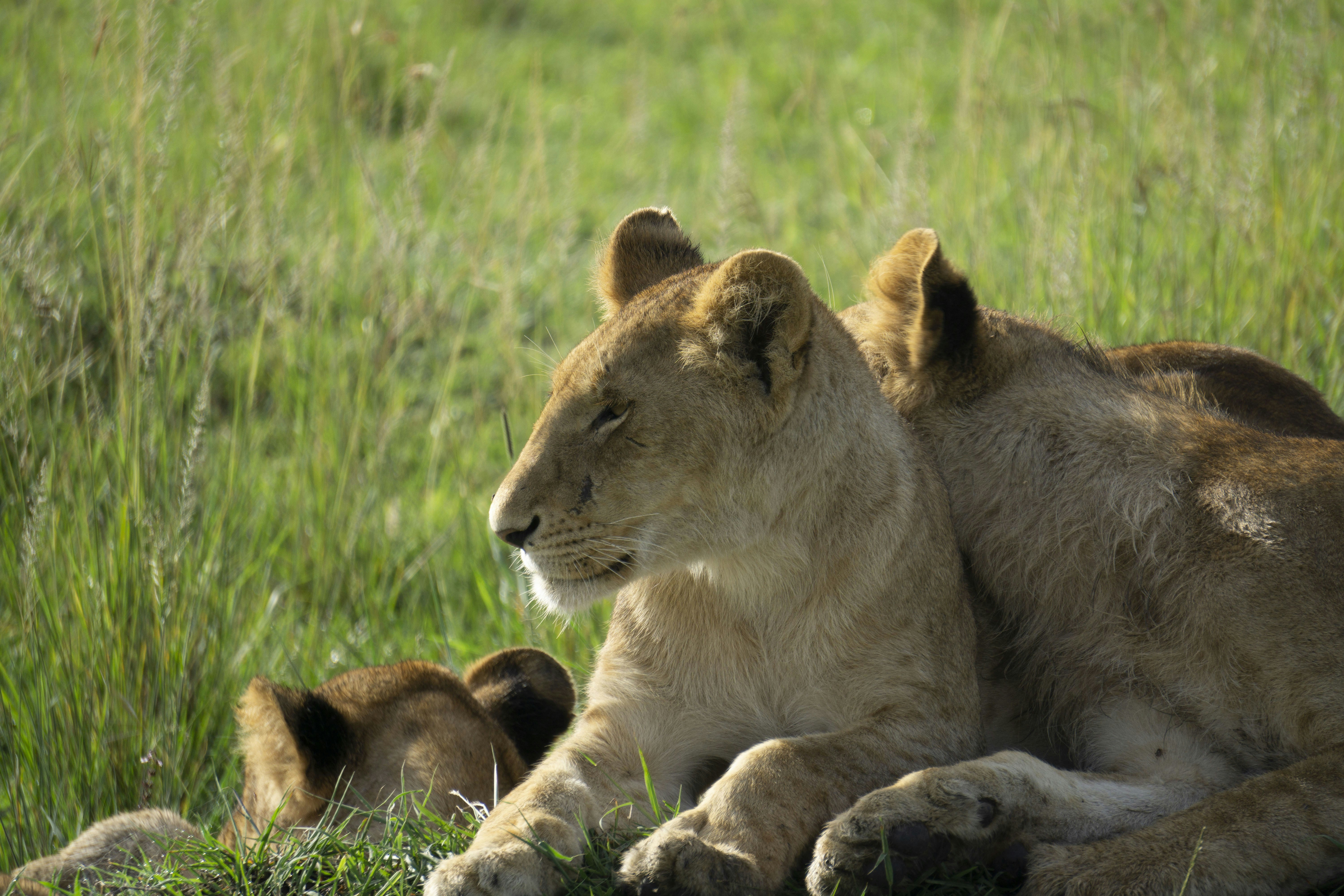 Lioness Leadership (image credits: unsplash)