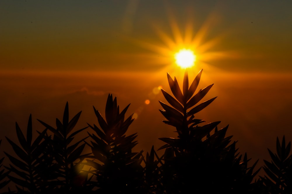 夕暮れ時の植物のシルエット