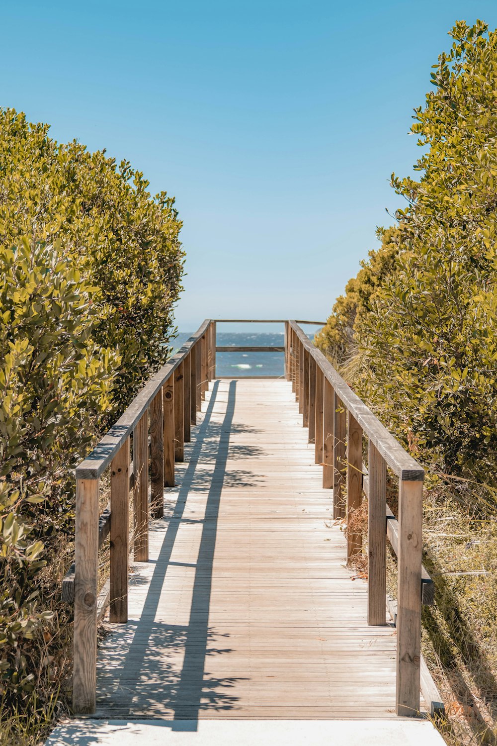 brown wooden dock near green trees under blue sky during daytime