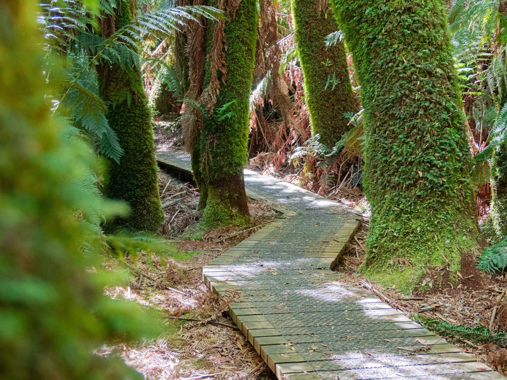 gray concrete pathway between green plants during daytime