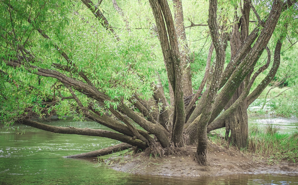 green trees on river bank during daytime