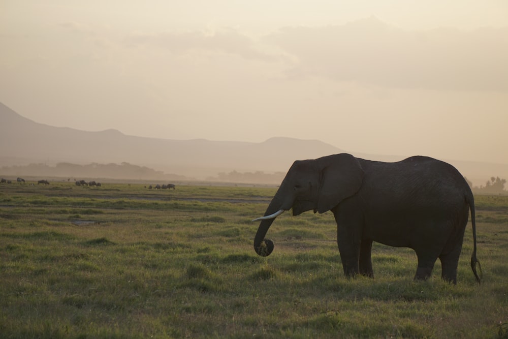 black elephant on green grass field during daytime