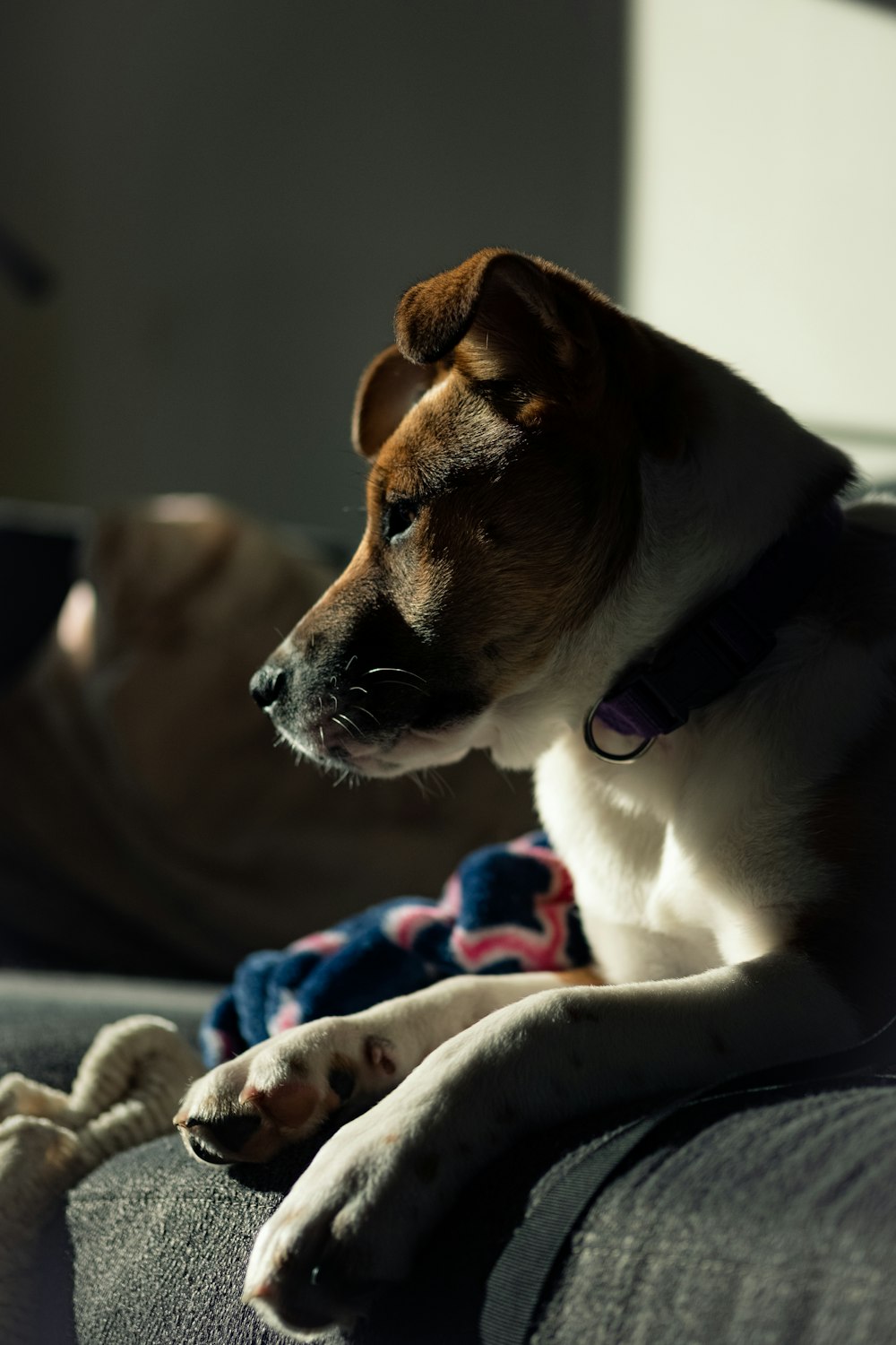 brown and white short coated dog on brown textile