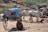 A rural scene featuring a woman sitting on the ground near two cows. There is a blue cart with large wheels nearby, and it appears to be used for water or transport purposes. Some dry vegetation and scattered rocks are visible in the background, along with a structure with steps leading upwards.