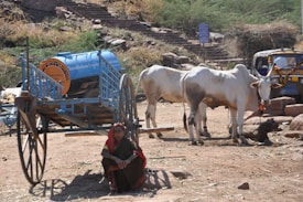 A rural scene featuring a woman sitting on the ground near two cows. There is a blue cart with large wheels nearby, and it appears to be used for water or transport purposes. Some dry vegetation and scattered rocks are visible in the background, along with a structure with steps leading upwards.