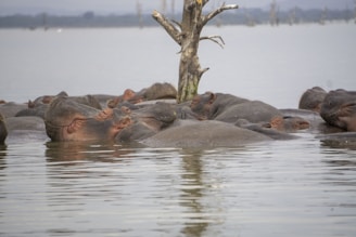 black and brown animal on water during daytime