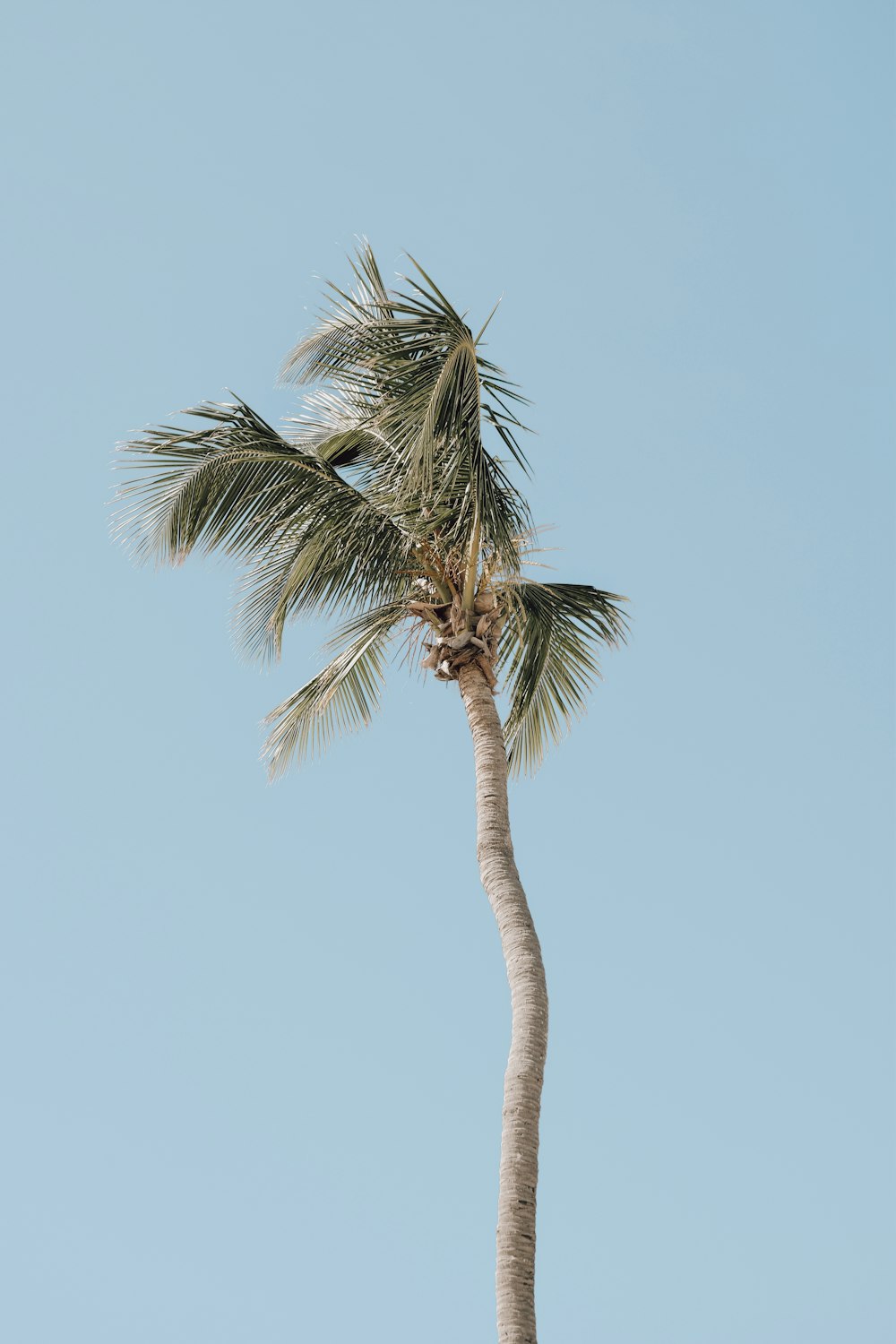 green palm tree under blue sky during daytime