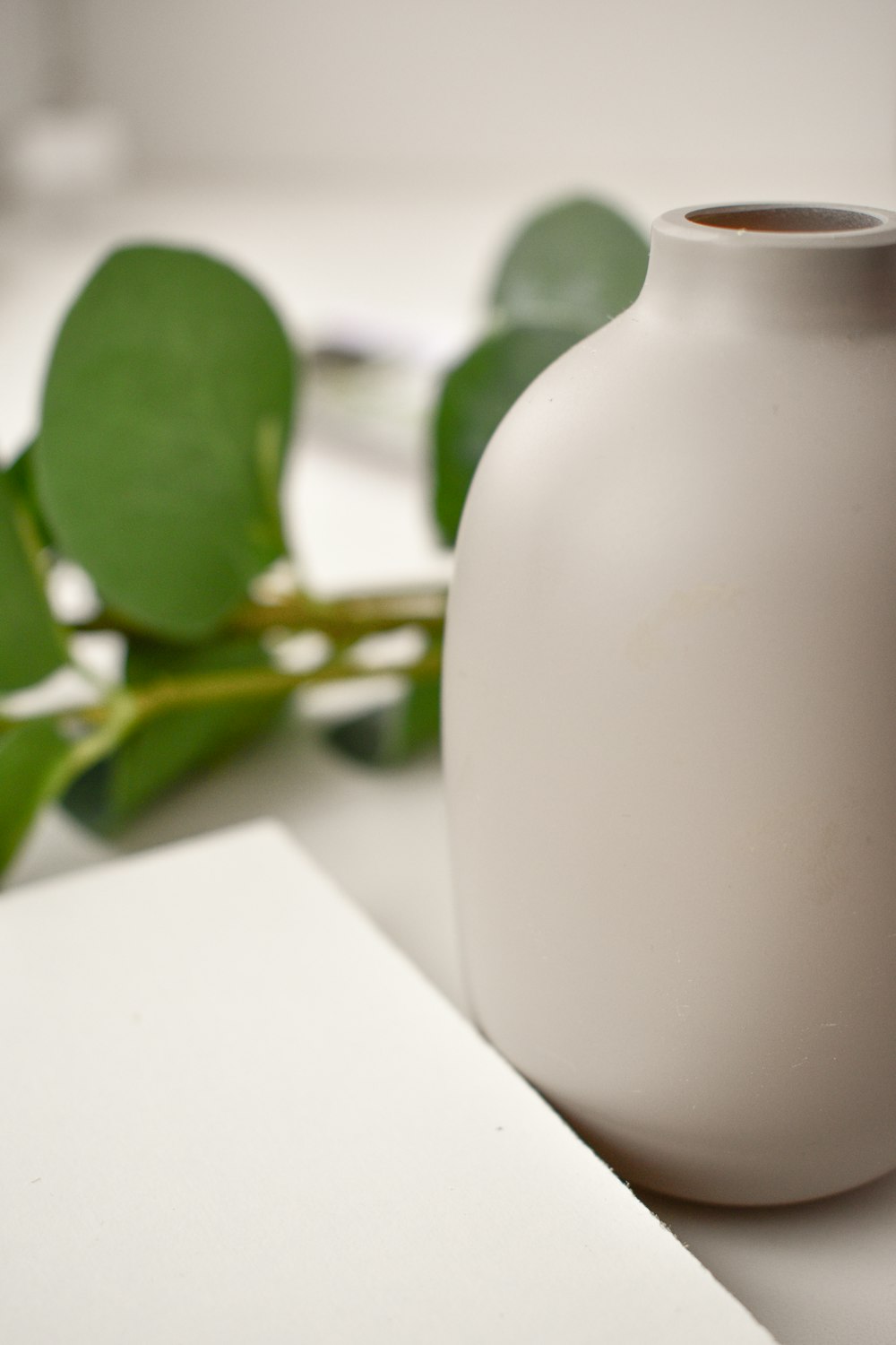 green plant in white ceramic vase