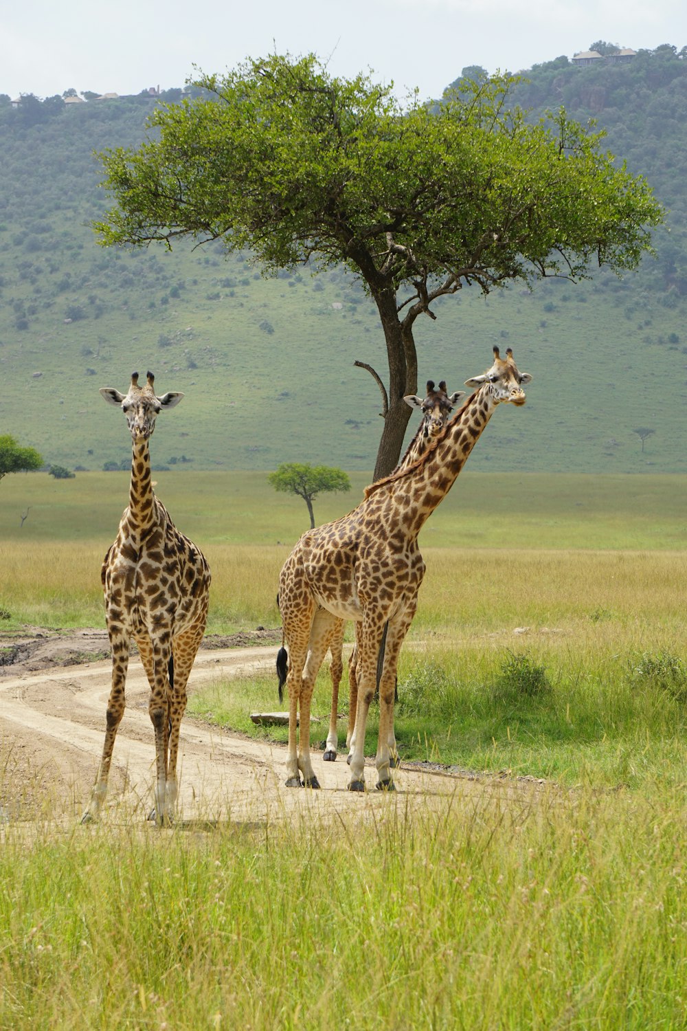 2 giraffes standing on green grass field during daytime