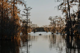 body of water surrounded by trees during daytime