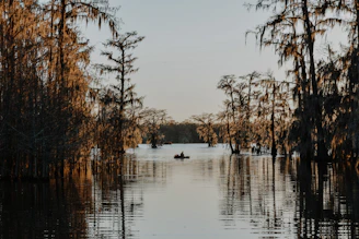 body of water surrounded by trees during daytime