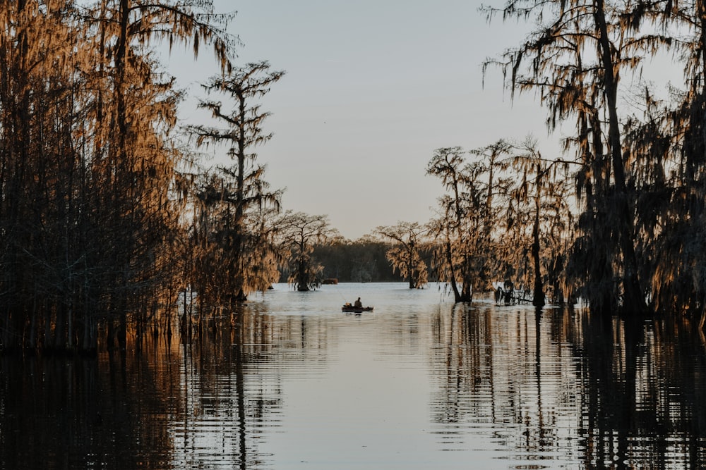 body of water surrounded by trees during daytime