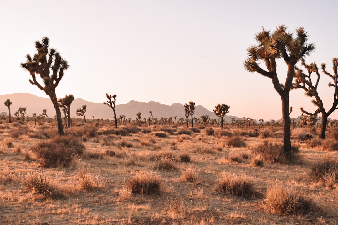 From Desert Hikes to Downtown Delights: A Local's Guide to Savoring… — From Desert Hikes to Downtown Delights