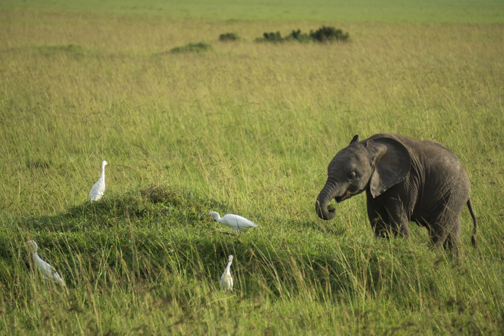 black elephant on green grass field during daytime