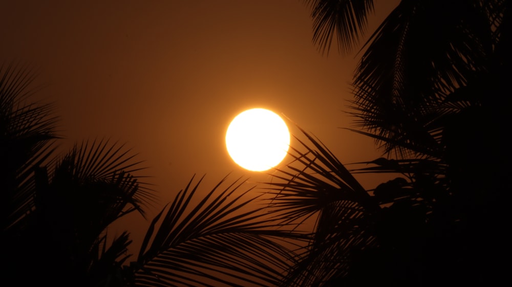 sun over palm tree during sunset