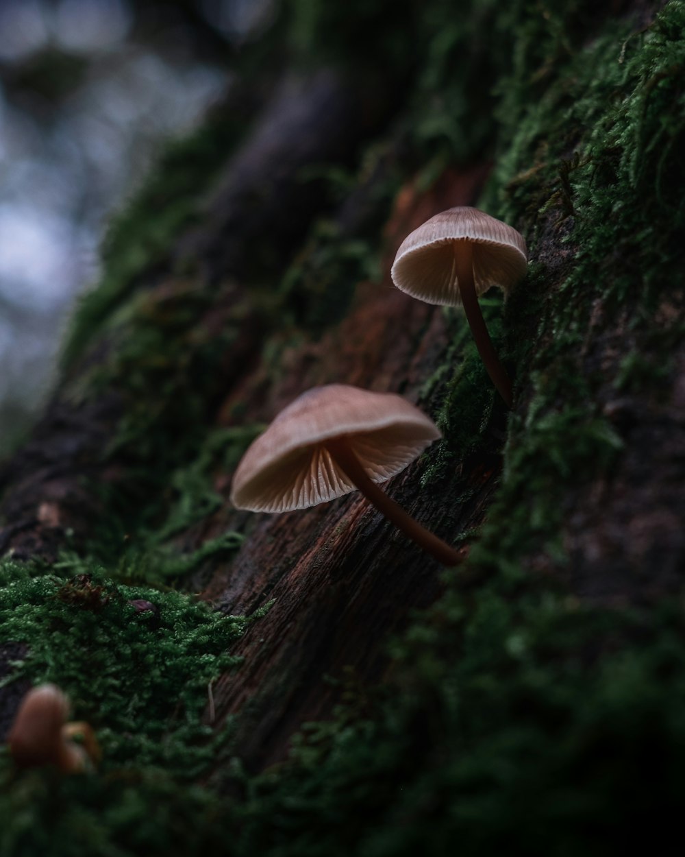 white and brown mushroom on green moss