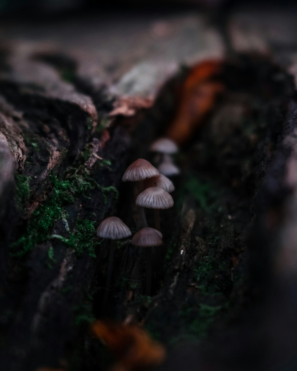 white and brown mushrooms on brown tree trunk