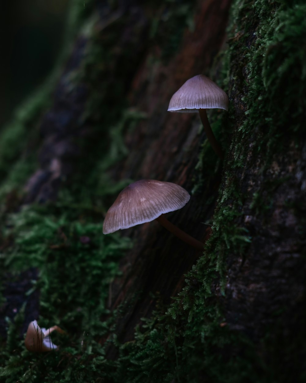 brown mushroom on green moss