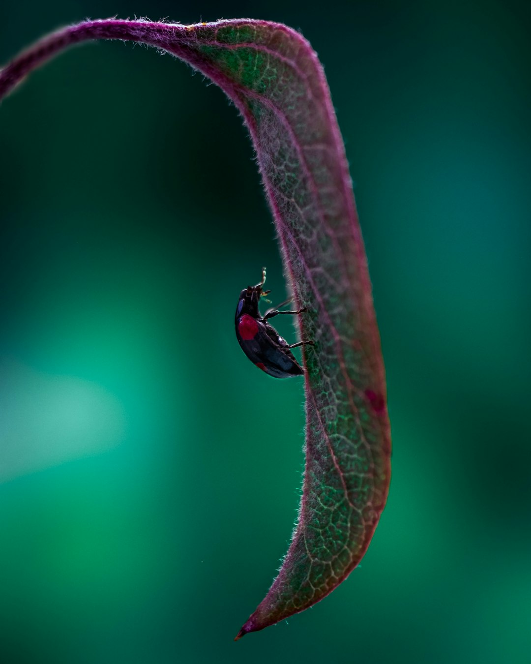 red and black beetle on green leaf in close up photography during daytime