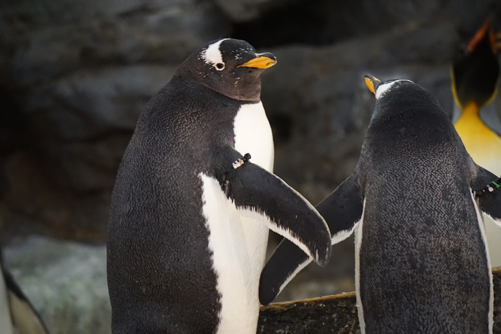 black and white penguin standing on brown rock