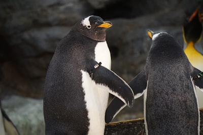 St. Louis Zoo