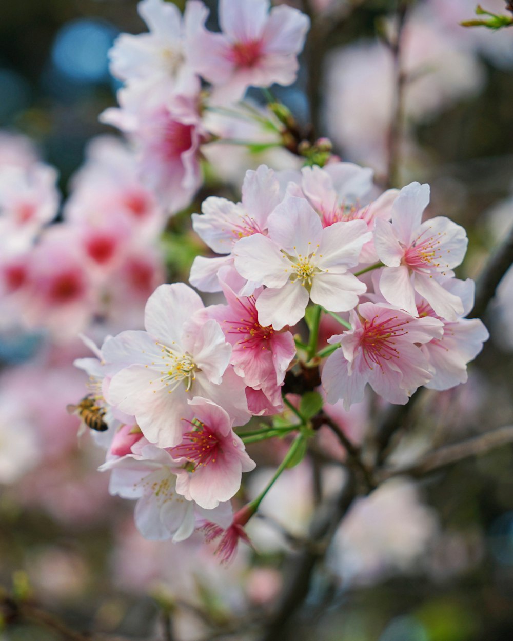 pink and white cherry blossom in close up photography