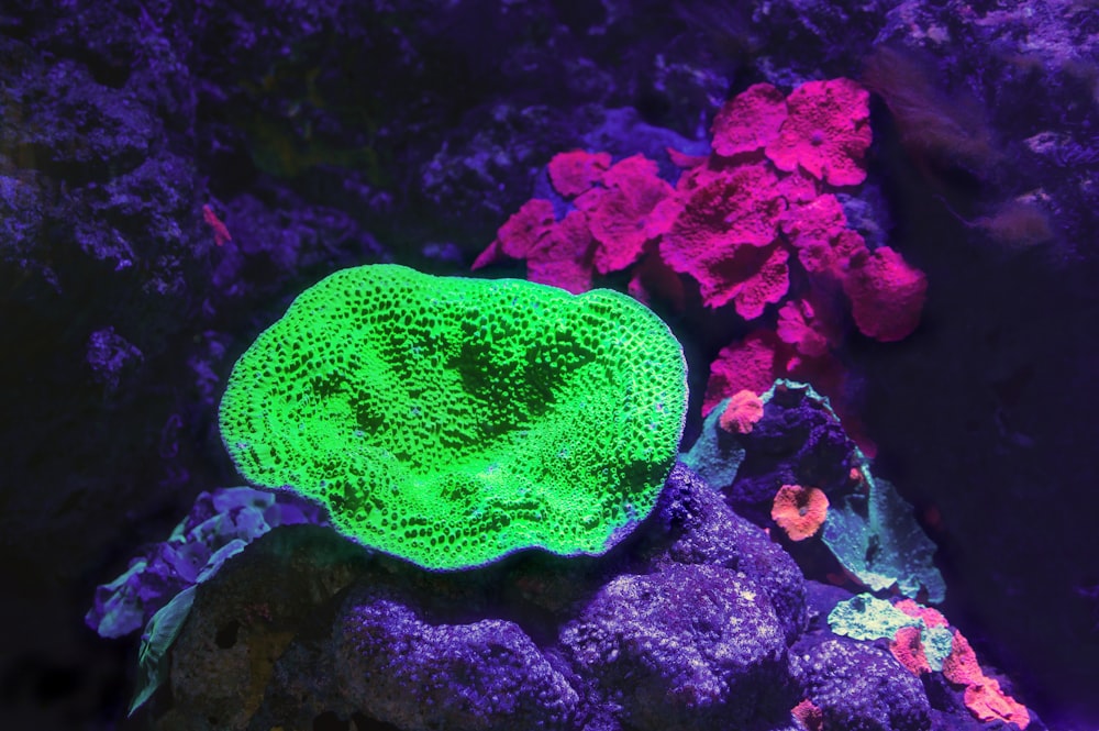 green coral reef in fish tank