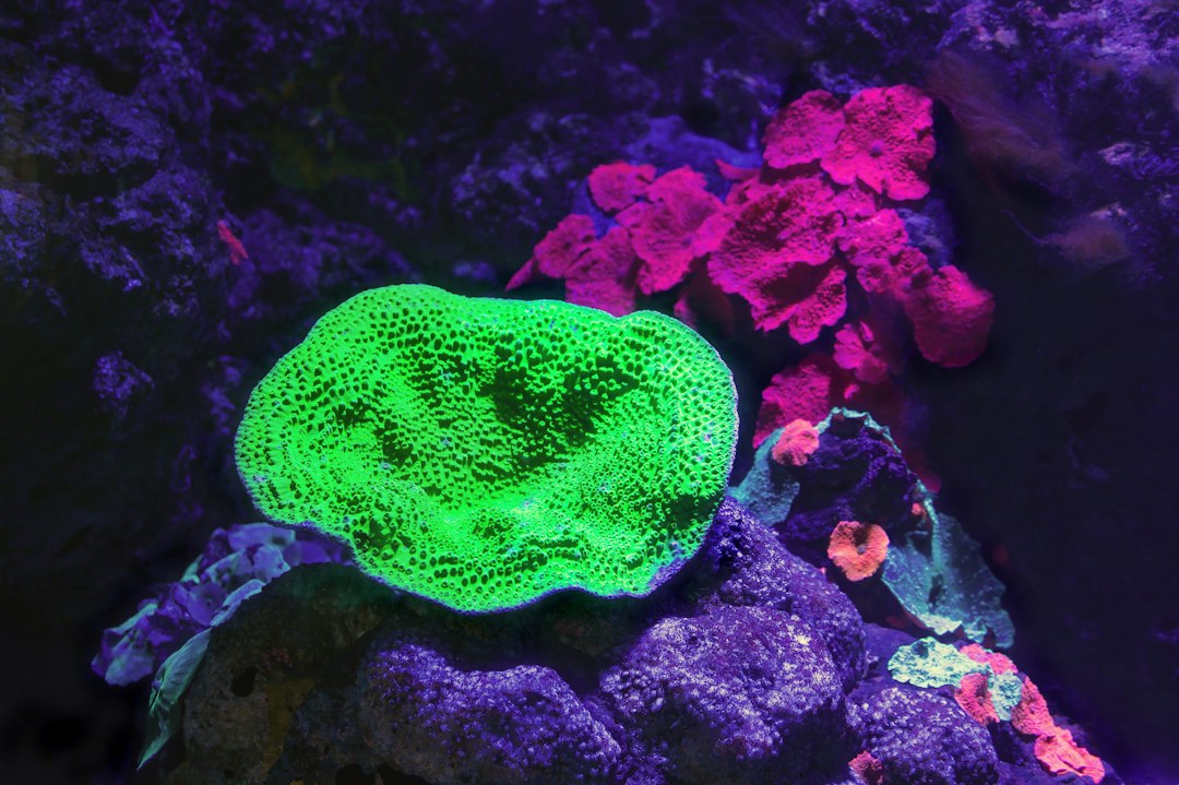 9 Breathtaking Spots to Witness Nature's Bioluminescent Magic - Lof… — 9 Breathtaking Spots to Witness Nature's
