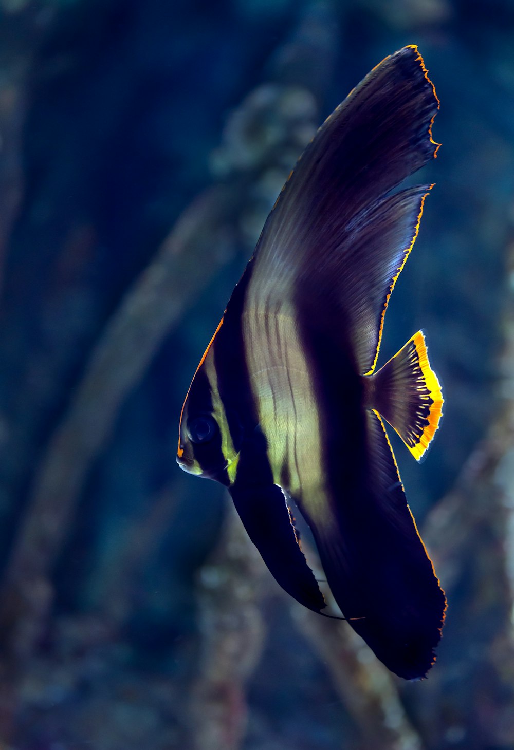 Peces blancos y negros en fotografía de primer plano